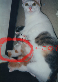 BlogPaint