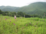 あざみの花