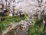 sakura1