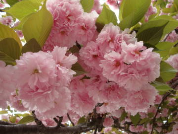 大阪造幣局の桜1