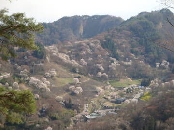 桜仙峡2