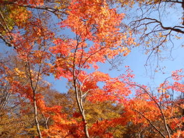 鎌池紅葉1