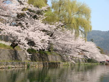 岡崎疎水の桜