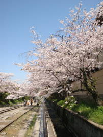 蹴上インクラインの桜