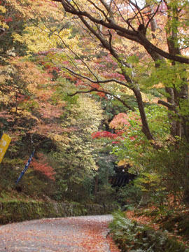 赤山禅院の紅葉