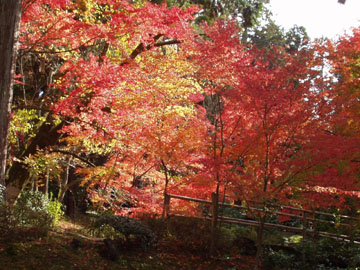曼殊院の紅葉