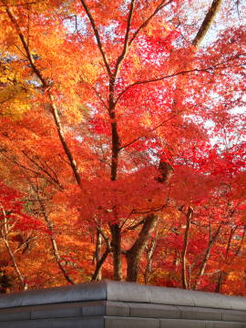 永観堂紅葉