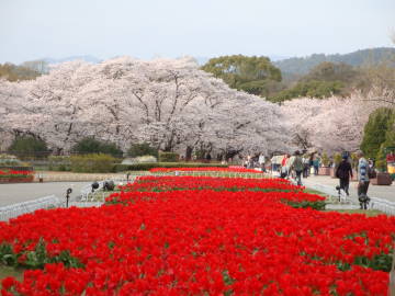 京都府立植物園の桜1