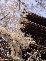 真如堂の枝垂れ桜