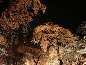 京都府立植物園の夜桜3