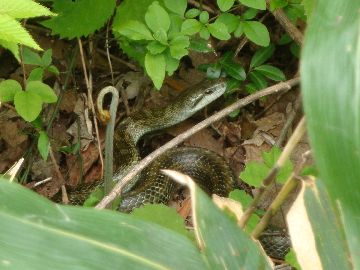 わらびとヘビ