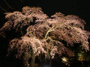 知恩院友禅苑の枝垂れ桜