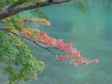 保津川と紅葉