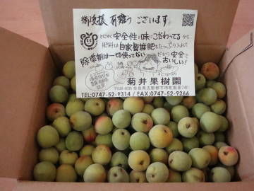 有機栽培青梅