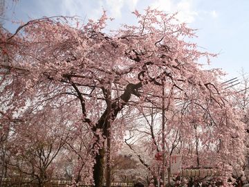 平野神社鳥居の桜