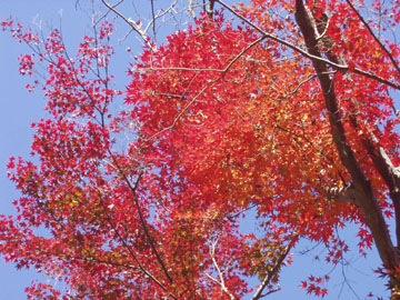 八瀬真赤紅葉