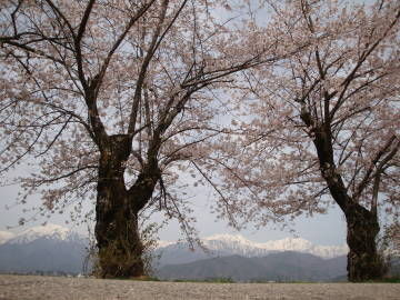 東山の桜並木