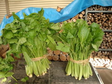 野沢菜