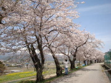 観光道路の桜並木