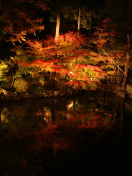 知恩院紅葉ライトアップ