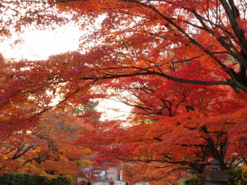 真如堂参道の紅葉