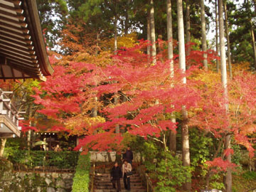三千院の紅葉