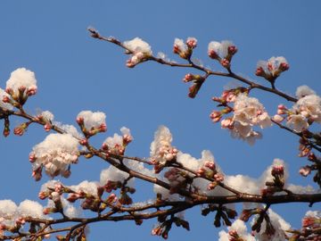 桜の花の枝先と雪