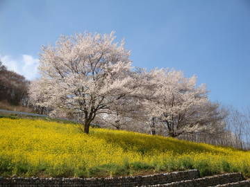 陸郷の桜2