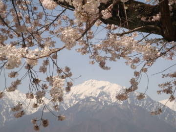 蓮華岳と観光道路の桜