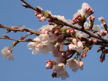 桜の花と雪
