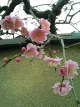 梅の花