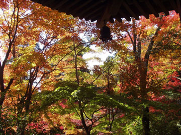 本堂から見る紅葉