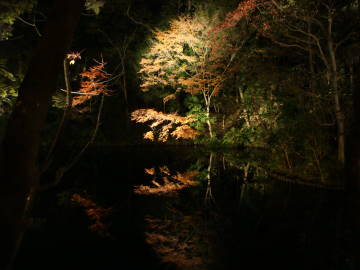 知恩院方丈庭園の紅葉