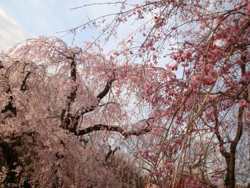 京都府立植物園の枝垂れ桜