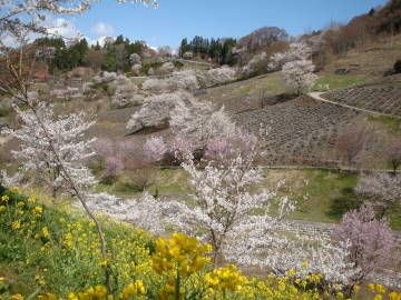 陸郷の桜1