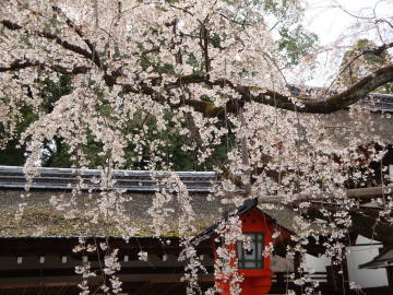平野神社の枝垂れ桜