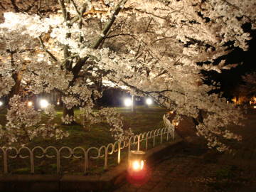 京都府立植物園の夜桜1