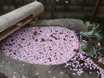 桜の花びら