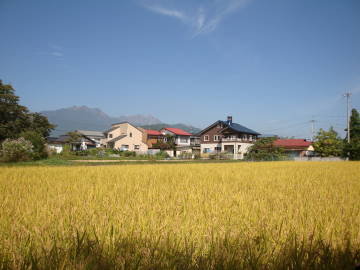 稲刈り2009