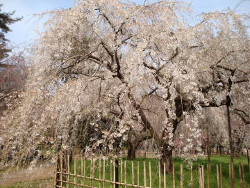 京都御苑の桜3