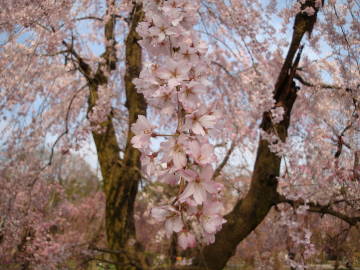 京都府立植物園の桜2