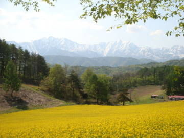 中山 菜の花畑 2