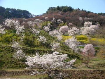 陸郷の桜3