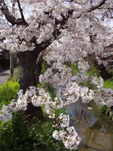sakura3