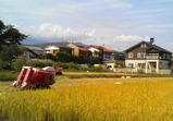 稲刈り2008