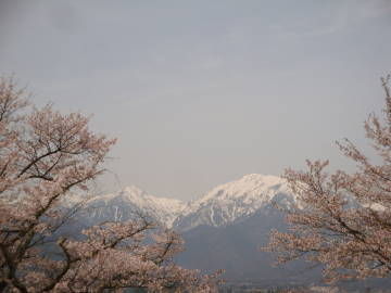 大町公園の桜と蓮華岳