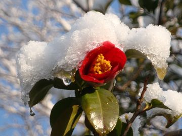 椿の花と雪