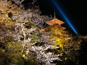 ライトアップの清水寺の塔と桜