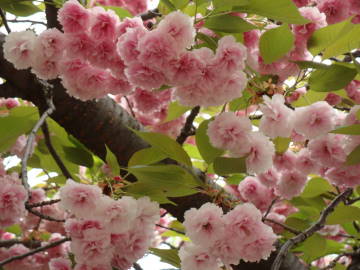 大阪造幣局の桜2