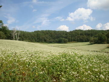 中山高原 そばの花